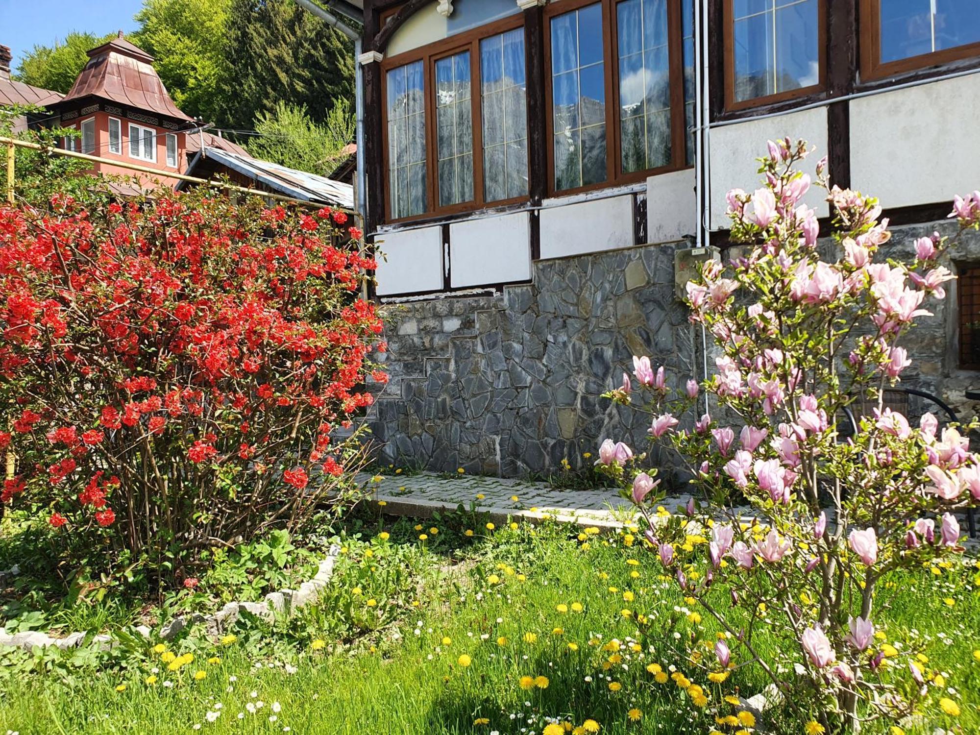 Vila Bradet Buşteni エクステリア 写真